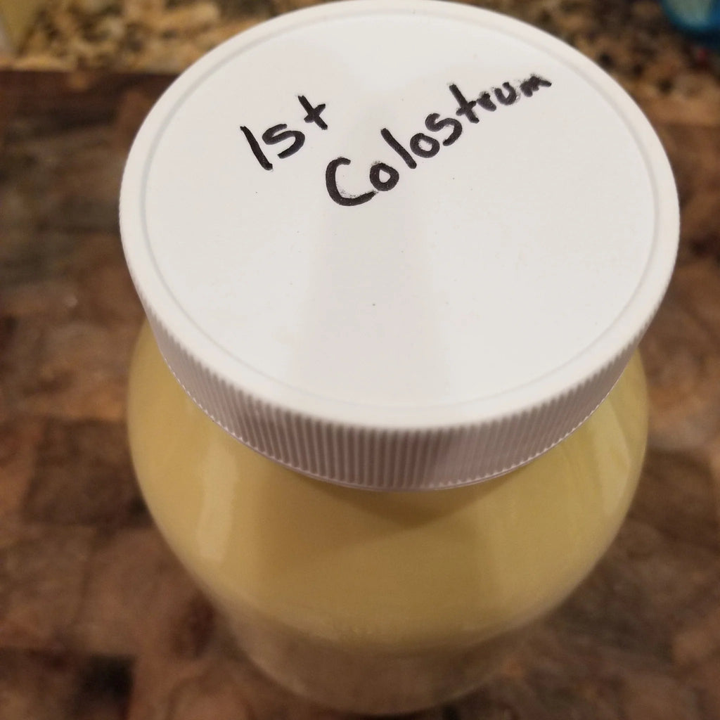 collostrum