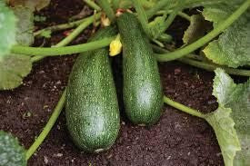 zucchini container