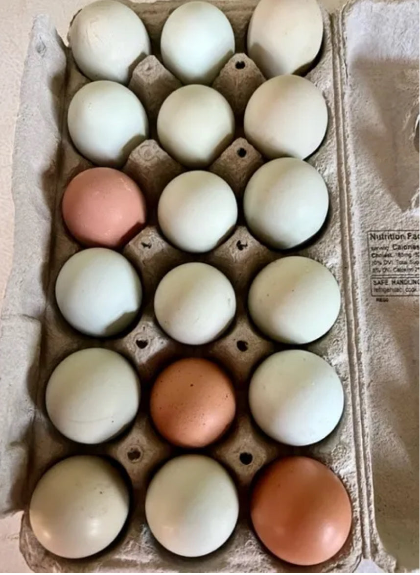 18 Count Chicken Eggs