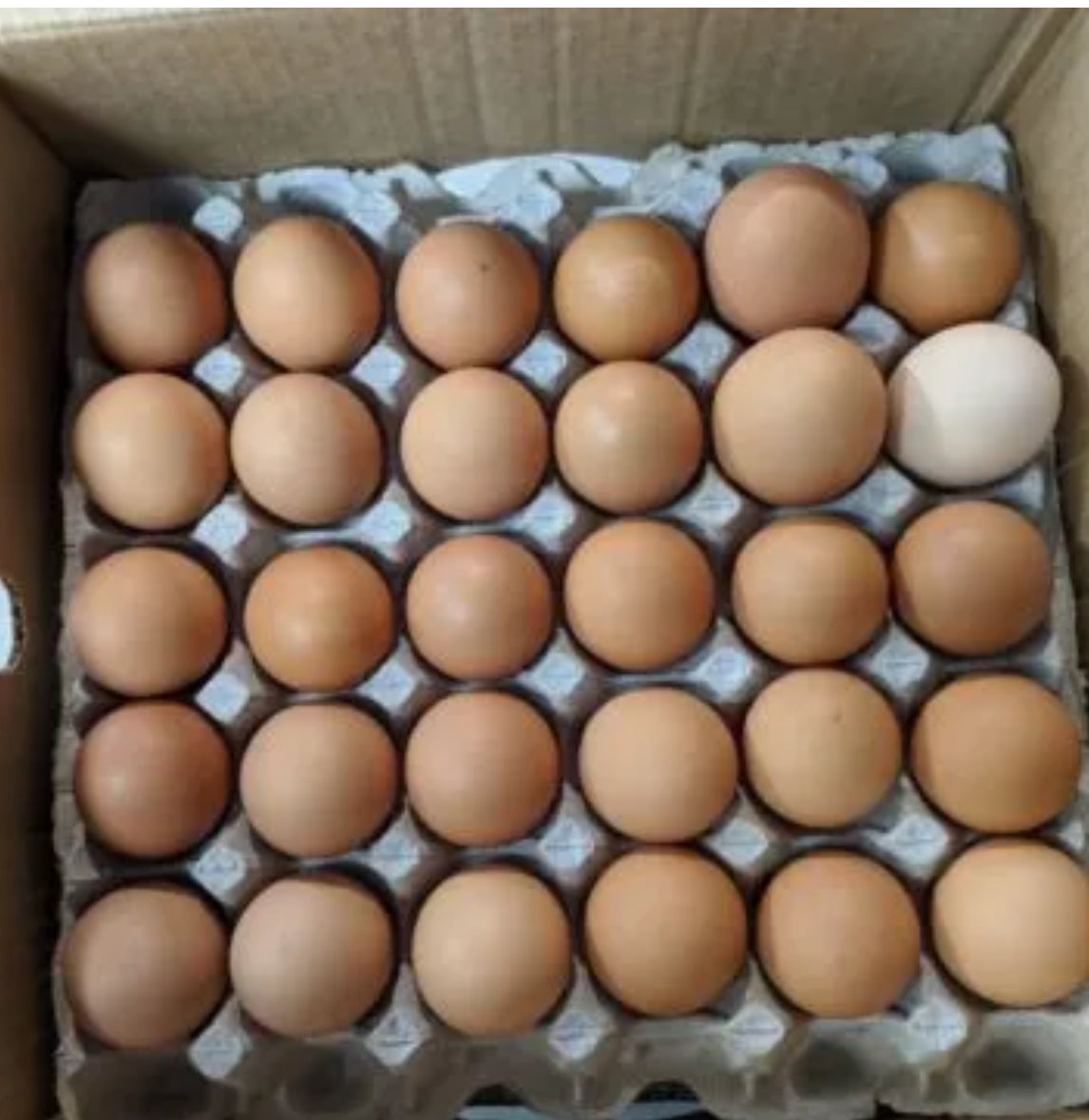 Flat (30 Count) Chicken Eggs