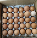 Rhode Island Red Hatching Eggs