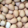guinea eggs