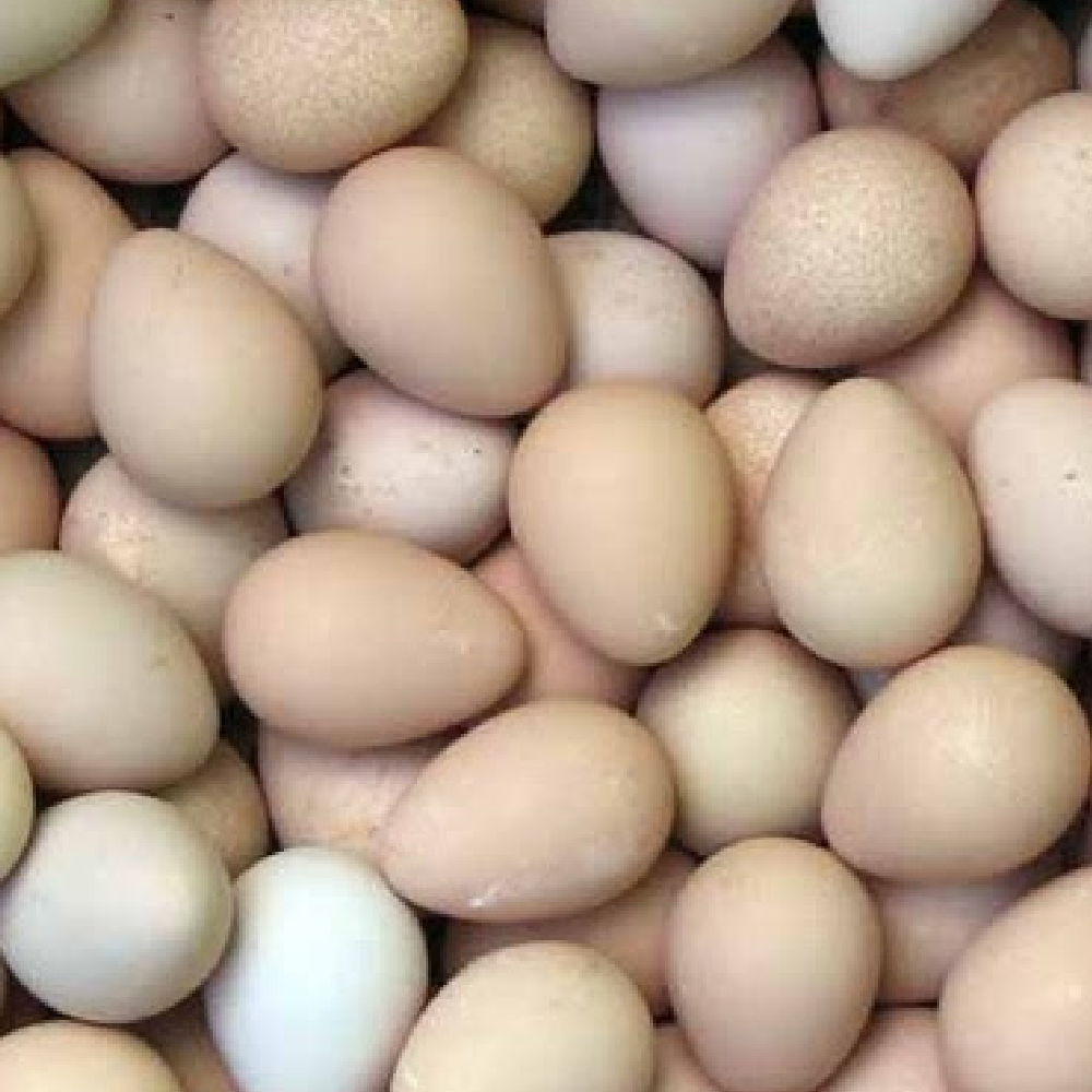 guinea eggs